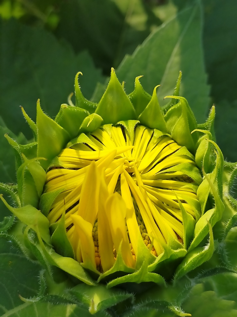 咲くのは  これからだ