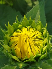 咲くのは  これからだ