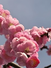 枝垂れ梅の開花