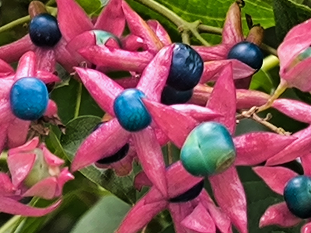 臭木(クサギ)  満開