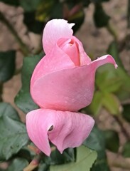 ぉぃ  薔薇だよ