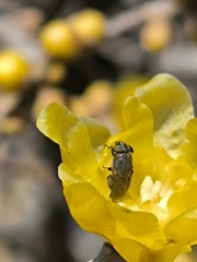 臘梅の美味しい薫りに