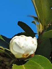 白い椿？