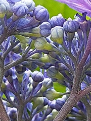 アジサイの裏顔