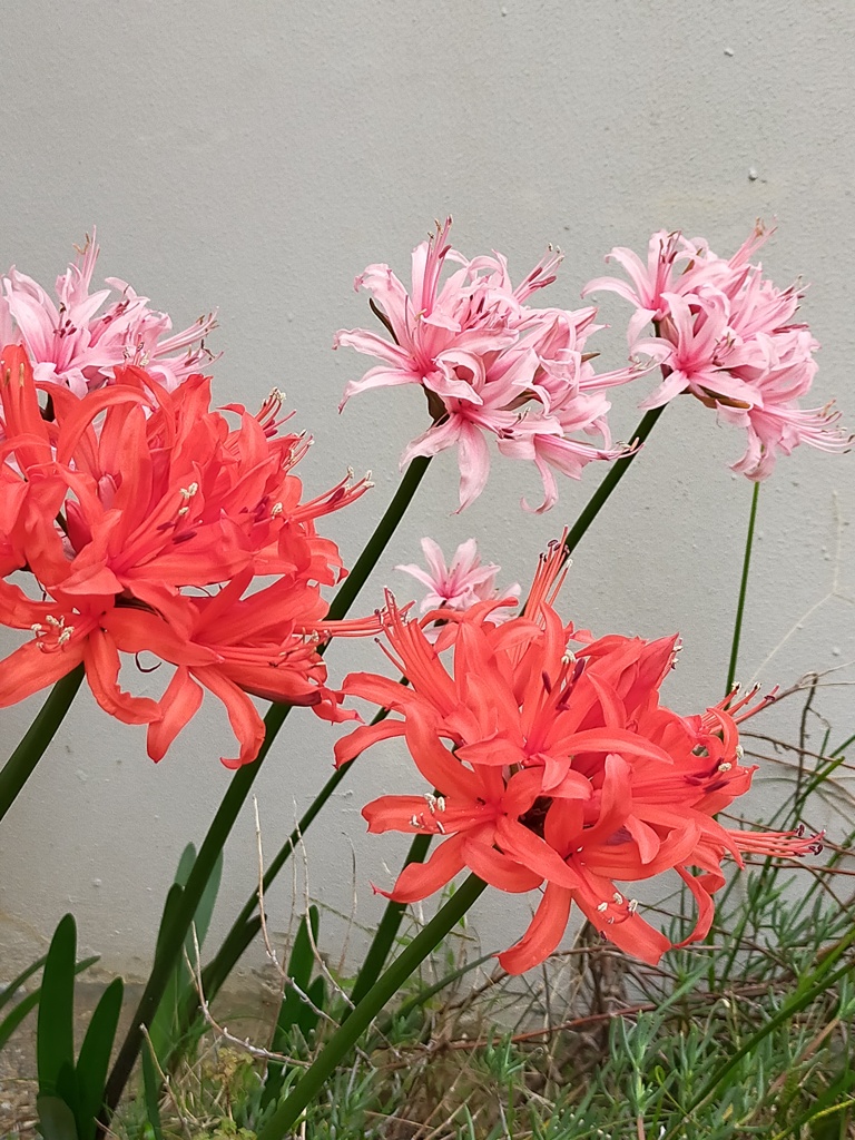 3年前の ダイヤモンド リリー ( ネリネ )