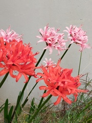 3年前の ダイヤモンド リリー ( ネリネ )