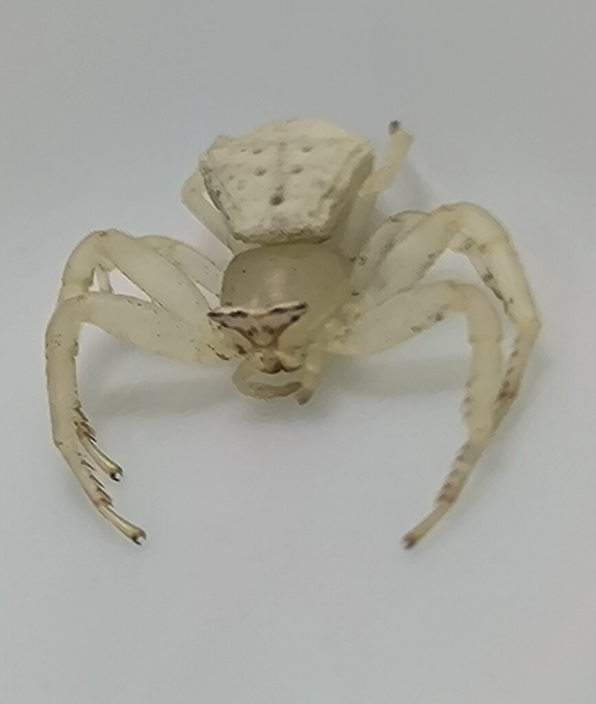 なかなか可愛いアズチグモ