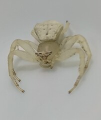 なかなか可愛いアズチグモ