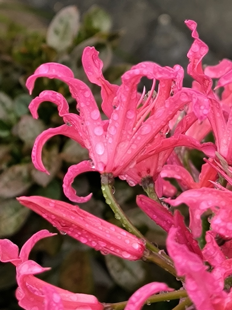 雨上がりのダイヤモンドリリー (ネリネ)