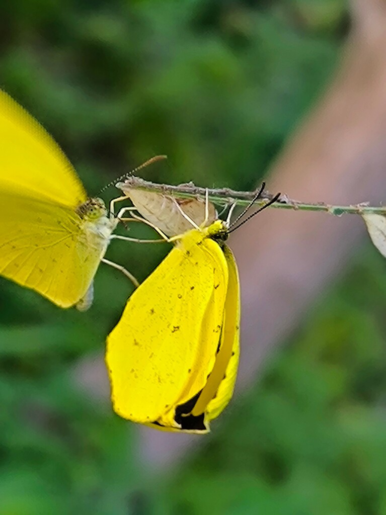 仲間が応援しに来た