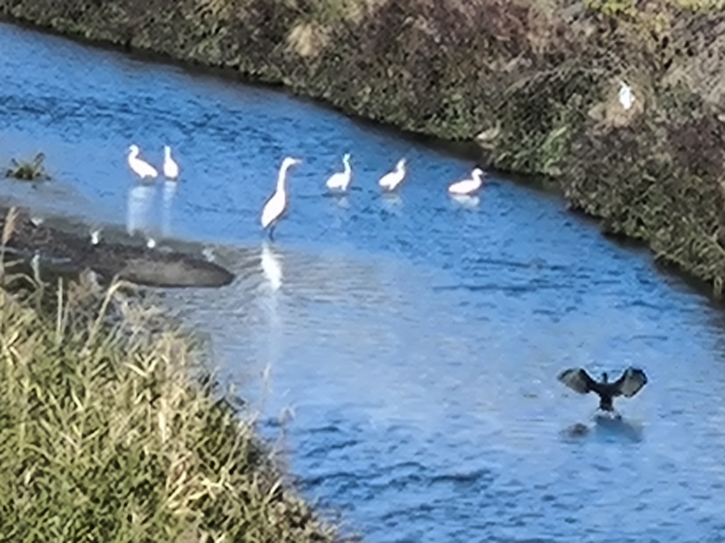 しらさぎ (白鷺 )縄張り守る