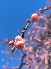 枝垂れ梅の開花