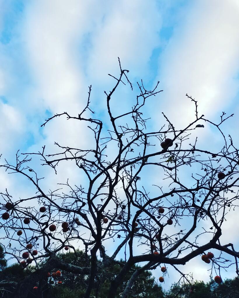 実りをご馳走様でした