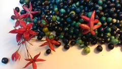 秋の宝石   臭木の実と花蕚