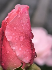 真っ赤なバラ(薔薇）