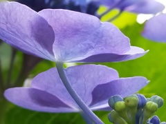 アジサイの素顔