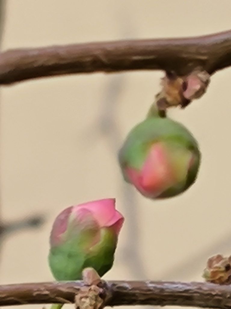 つぼみ (蕾)が希望と楽しみを与えてくれます