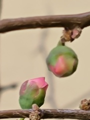 つぼみ (蕾)が希望と楽しみを与えてくれます