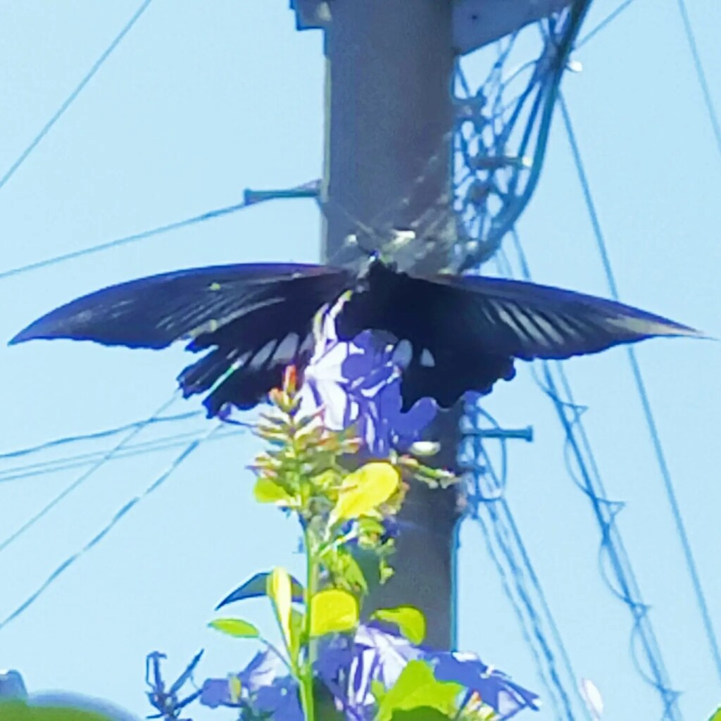 なにかに見えます