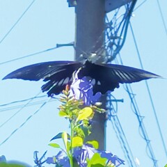 なにかに見えます