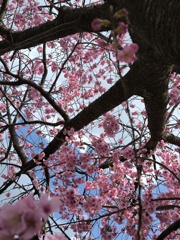 さくらの枝幹２