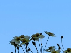 ビデンス（ウインターコスモス)