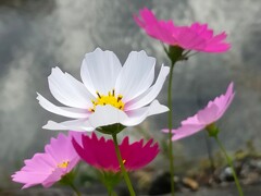 きれい(綺麗)だ