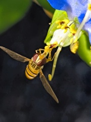 IMG_20251005_072920２輪花の露草