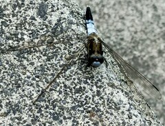 シオカラトンボ