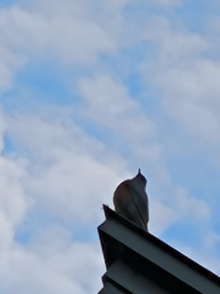 イソヒヨドリ (磯鵯)が…