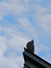 イソヒヨドリ (磯鵯)が…