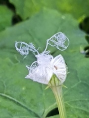 IMG_20250818_183405 カラスウリの花