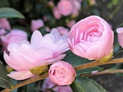 サザンカ (山茶花)