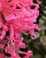 ダイヤモンドリリーの水滴