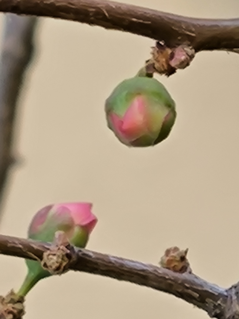 つぼみ (蕾) は希望を感じさせてくれます