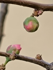 つぼみ (蕾) は希望を感じさせてくれます