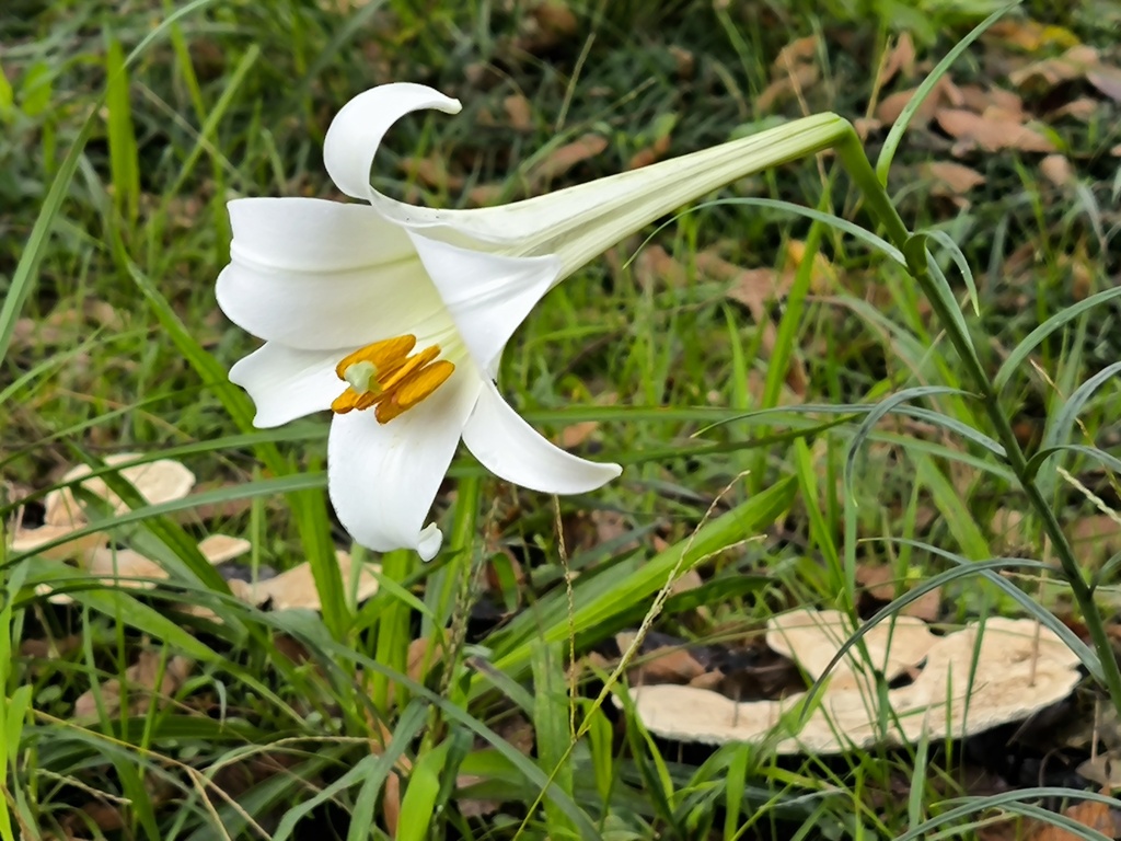 一輪のユリと茸