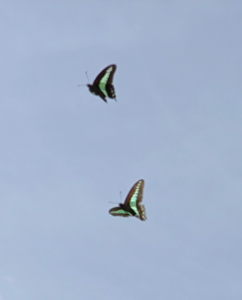 どこに行って越冬する？