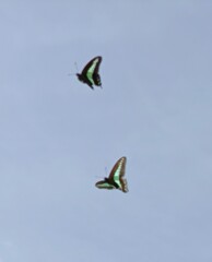 どこに行って越冬する？