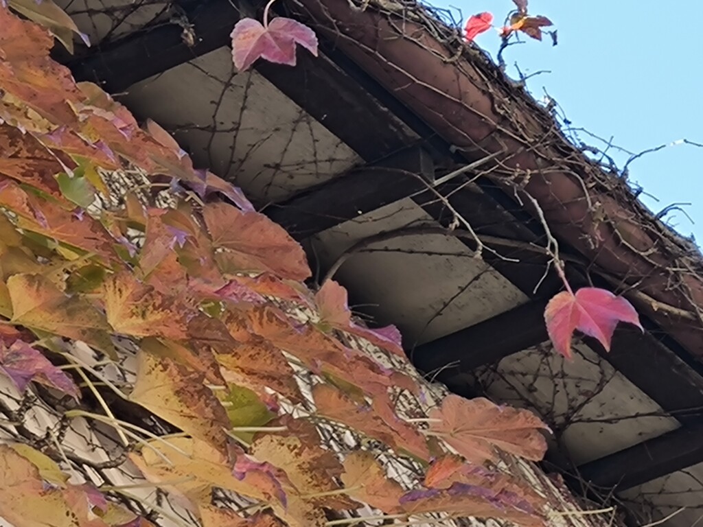 秋色にまとわれて…