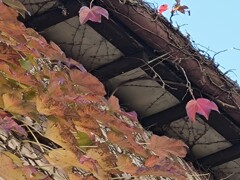 秋色にまとわれて…