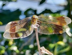 なにかを考えていそうなトンボの顔