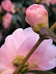 サザンカ （山茶花）