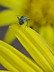 ツワブキのお花