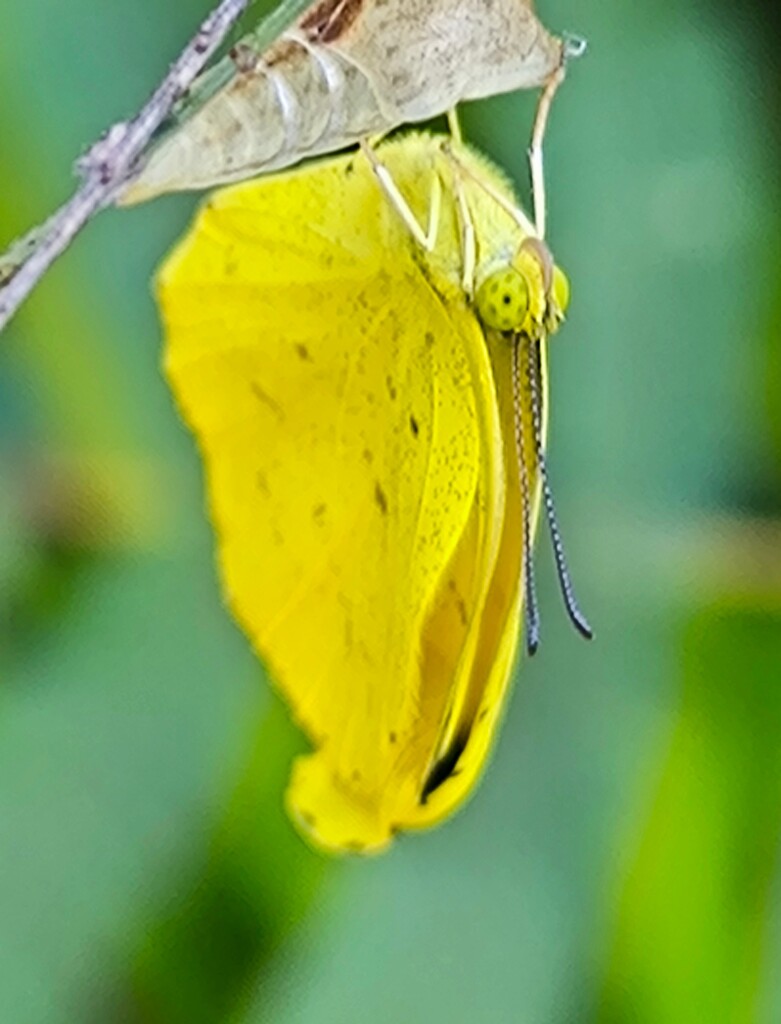 黄蝶のイナバウアー