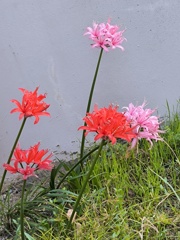 造花のようにみえる