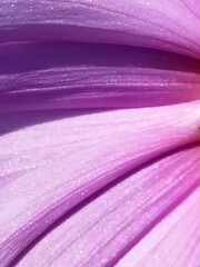 コスモスの花びら ( 花弁 )