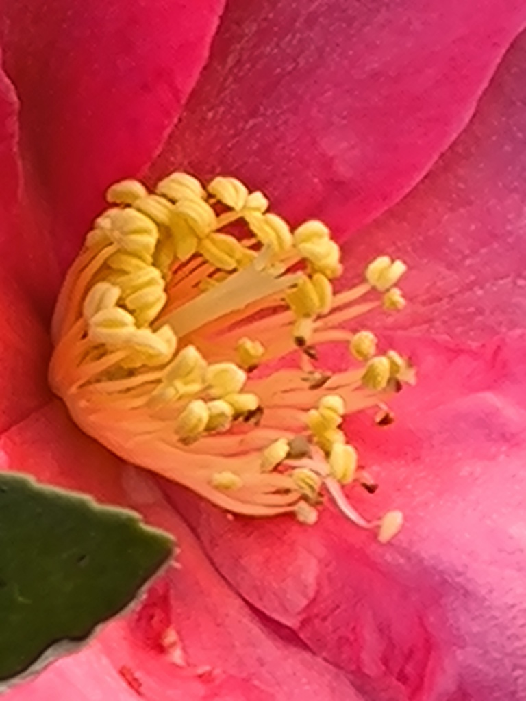 サザンカ (山茶花)