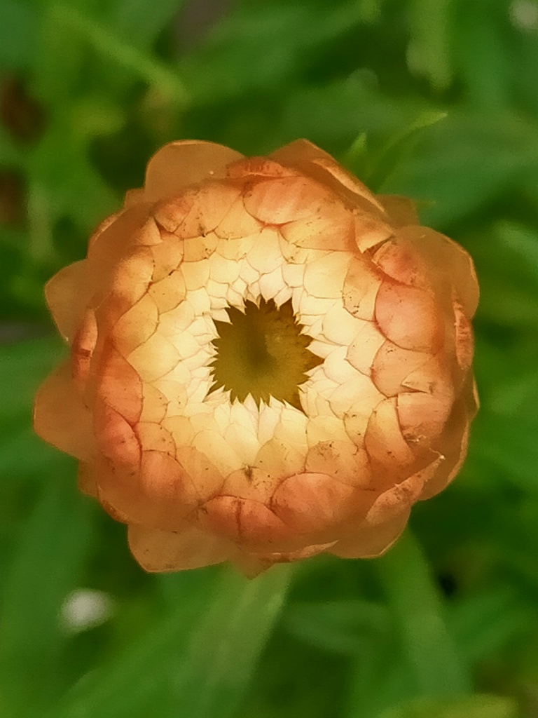 太陽のような矢車菊