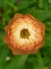 太陽のような矢車菊